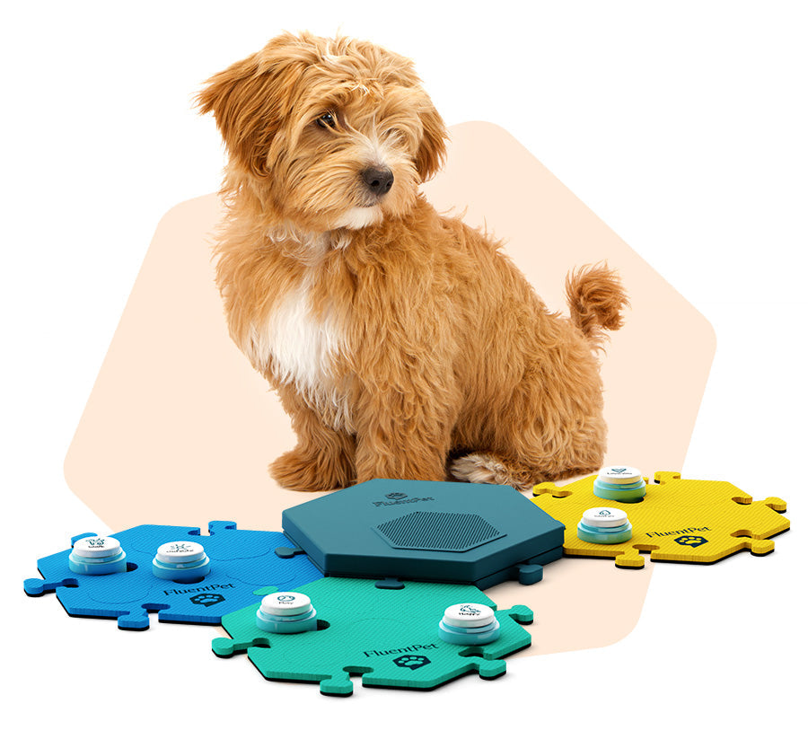 Small Dog Using the FluentPet Connect Buttons and Sound system
