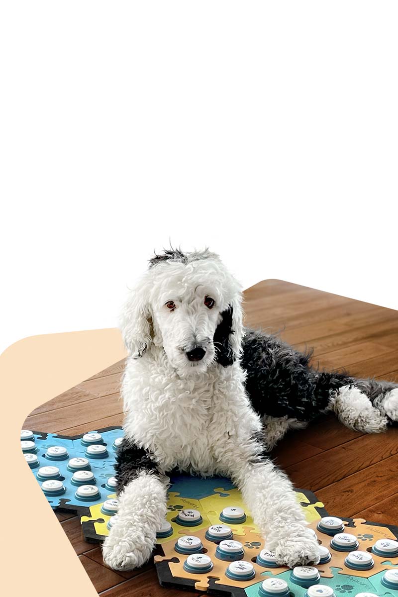 Dog speaking buttons discount